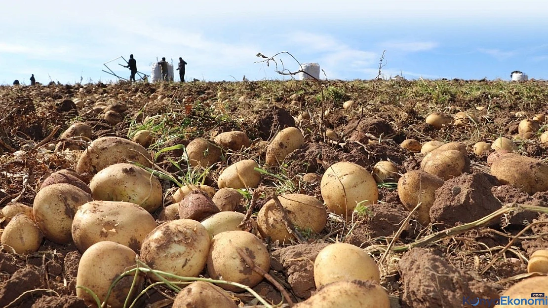 Patates üreticisi zararda! Maliyet 8 TL, satış 4 TL...